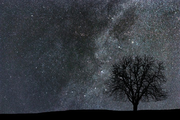 Milky Way and tree. Night landscape. Space background.