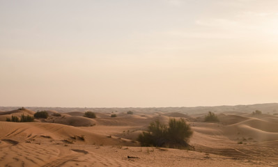 Fototapeta na wymiar Arabian red desert dunes and vegetation background