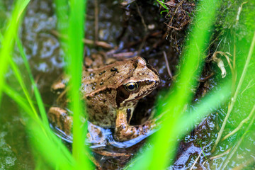 Frosch