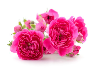 Beautiful pink roses.