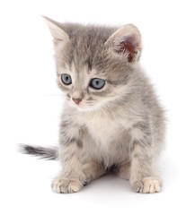 Small gray kitten.