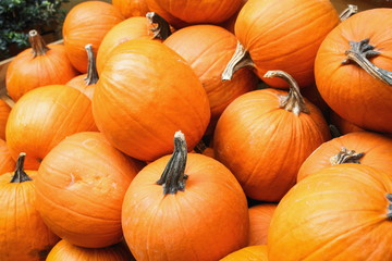 Close up image of bright orange harvested Pumpkins