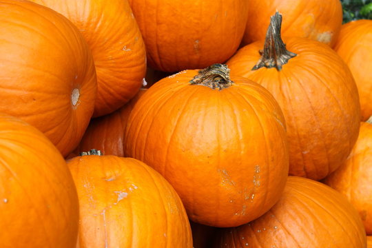 Close up image of bright orange harvested Pumpkins