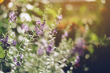 Purple flowers with sunlight
