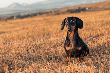 dog (puppy), breed dachshund black tan, playing and walking  on a autumn grass and mountains