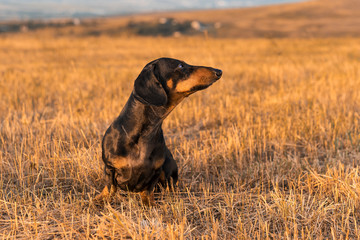 dog (puppy), breed dachshund black tan, playing and walking  on a autumn grass  in the park.