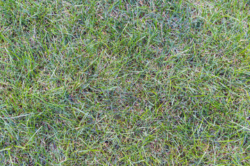 green grass texture as a background, top view, horizontal
