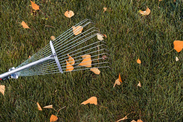 rake collecting grass  colored autumn foliage, garden tools. Collecting grass clippings. Garden...