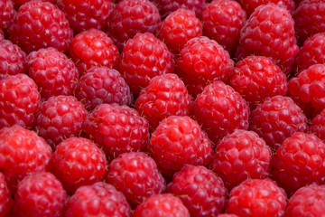 Raspberry organic background. Fresh raspberries from village garden. Ecological berries for desserts, cakes, smoothie or jam.