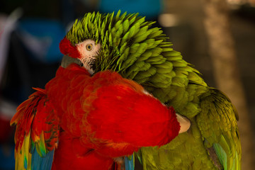 papagayos acicalandose