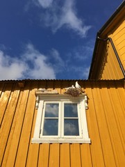 Naklejka premium A seagulls nest on a house wall.Nusfjord city, Norway