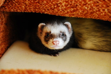 Sable ferret hiding in a sofa bed