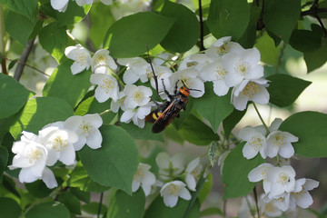 Background of the petals of jasmine. Bunches of white flowers are scattered against the background...