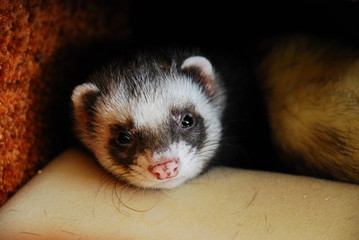 Fototapeta na wymiar Sable ferret