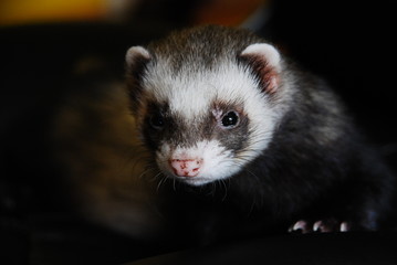 Sable ferret