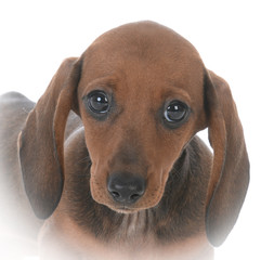 portrait of female dachshund puppy