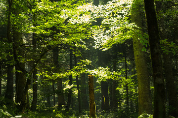 Obraz premium Hope in jungle