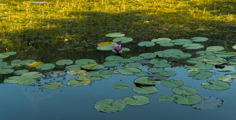 Water lily on a lake