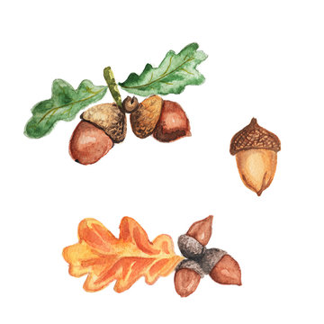 watercolor hand painted Autumn Acorns Leaves 