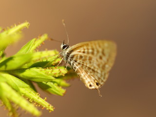 Little Butterfly