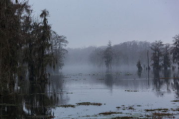 Lake Martin Swamp