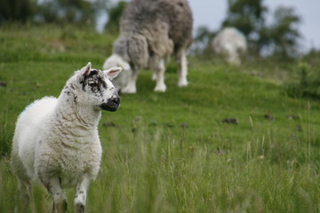 Obraz premium Black Moor, Walking in Peak District, UK