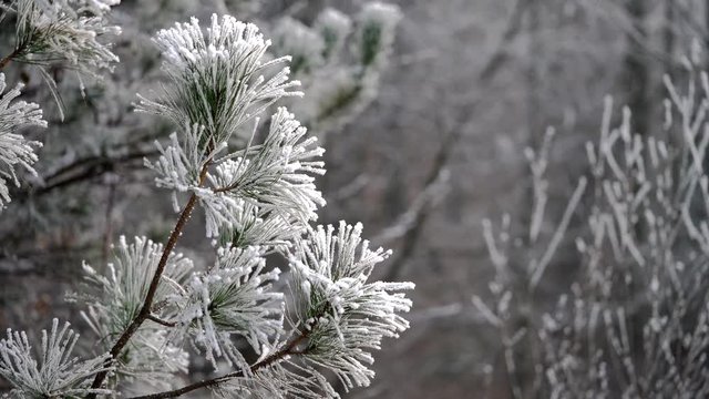 Frost on the Pine branches - (4K)