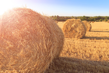 Agricultural field after harvesting wheat. Rolls of hay close-up in the rays of the sun