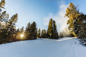 sun bursting through the trees on a clear morning at a ski resort
