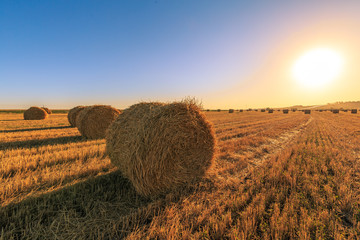 Agricultural field after harvesting wheat. Rolls of hay lined up in row on the background of blue sky and sunset