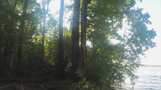 sunny summer forest and lake timelapse