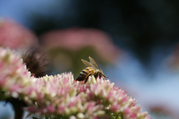 Bees pollinating flowers at the farm