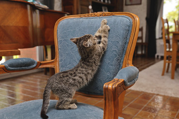 chaton tigré tabby dans intérieur maison déchirant fauteuil
