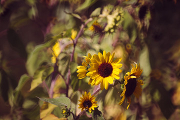 Sunflowers at the farm