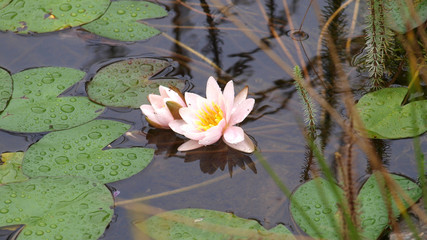 Seerose, Nymphaea