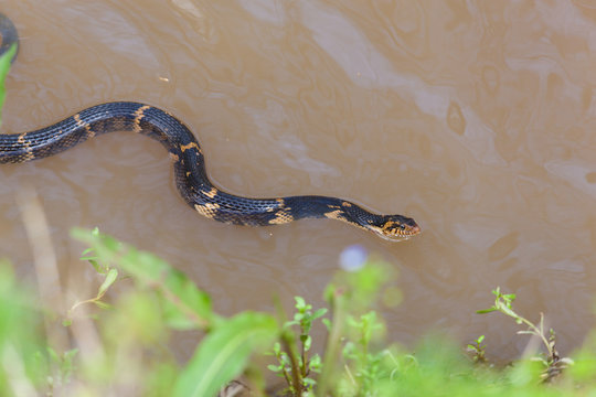 Banded Water Snake