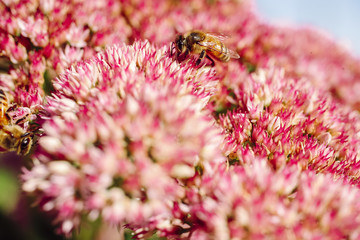 Bees pollinating flowers at the farm