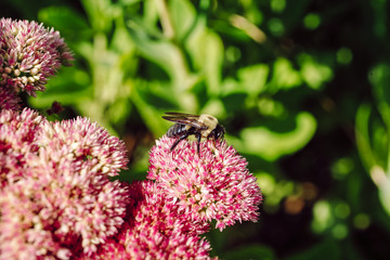 Bees pollinating flowers at the farm