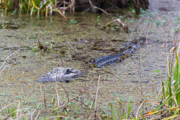 American Alligator
