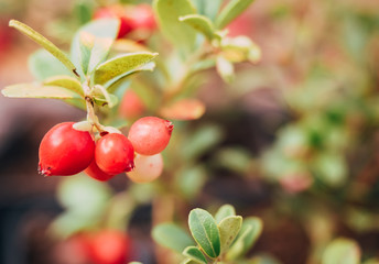 Wild forest plants Kola Peninsula and Scandinavia: Branch bush cranberries with big juicy ripe berries among forest plants, closeup. Background is blurred