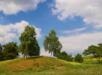 Trees on hill top