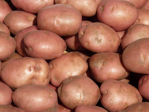 Red Skin Potatoes