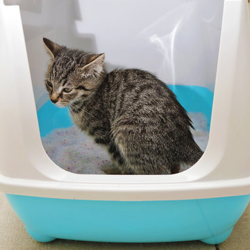 chaton tigr&eacute; tabby dans liti&egrave;re dans int&eacute;rieur maison