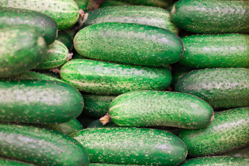 Cucumber background Cucumber harvest. many cucumbers. cucumbers from the field.