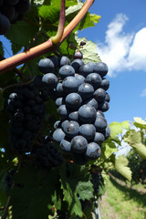 Fototapeta premium Domina Reeben im Weinberg vor der Ernte