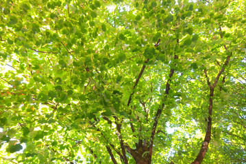 Green tree and green leaves in natural park summer beautiful background.