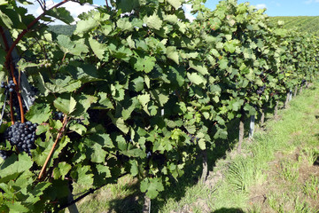 Domina Reeben im Weinberg vor der Ernte