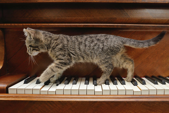 chaton tigr&eacute; tabby sur piano dans int&eacute;rieur maison
