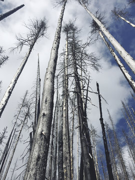 Low angle view of fire damaged forest, Cascades, WA, USA