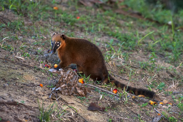 Quati-de-cauda-anelada (Nasua nasua) | South American coati, or ring-tailed coati - in forest area photographed in Linhares, Espírito Santo state - Brazil
